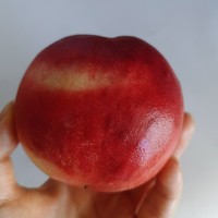 美食 篇一百七十二：夏日水果之脆桃爱好者！申请出战！！