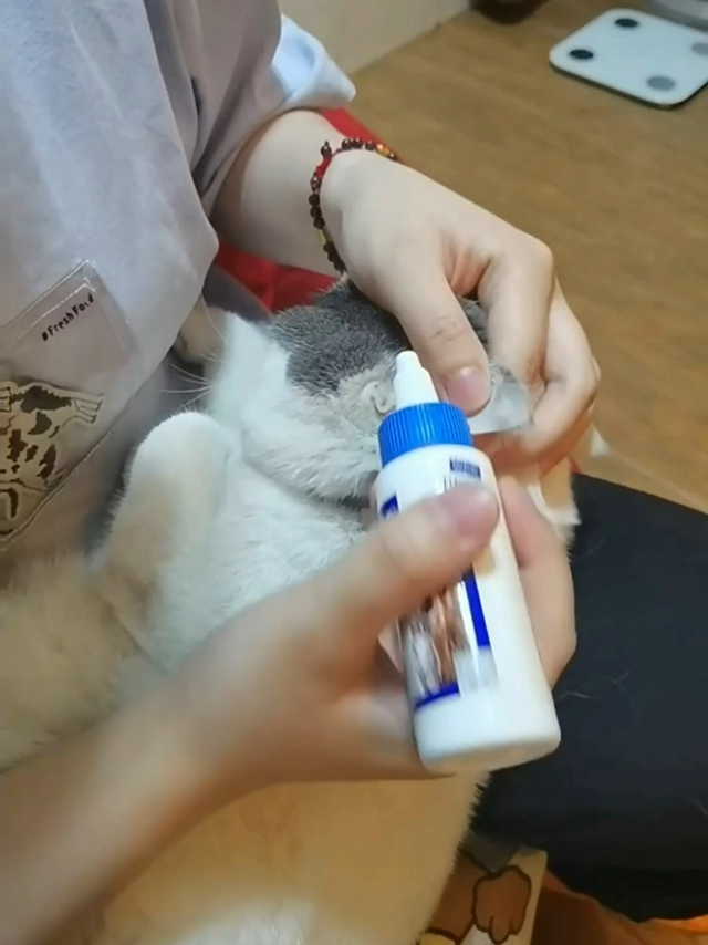 如何给猫咪洗耳朵