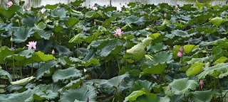 盛夏消暑哪里好？小区游泳馆一日游