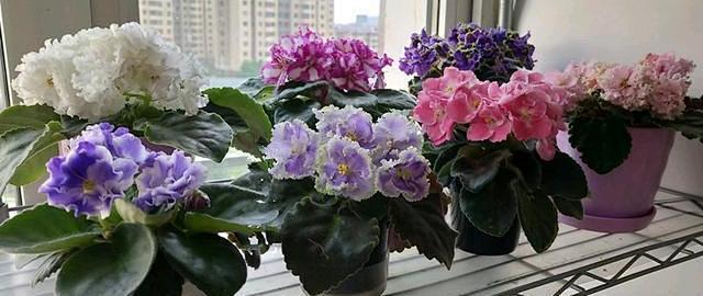 花卉盆栽批发价格多少
