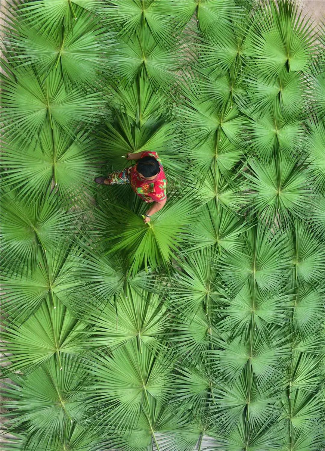 自然馈赠、绿色清凉的蒲葵叶 ©内江日报融媒体