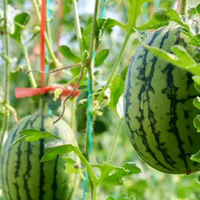 饮食男女 篇三：夏天，哪种西瓜好吃？