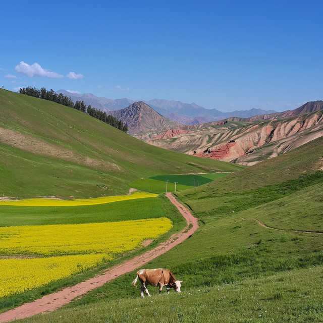 门源油菜花-祁连卓尔山来了心情就变好，必须要去的地方！