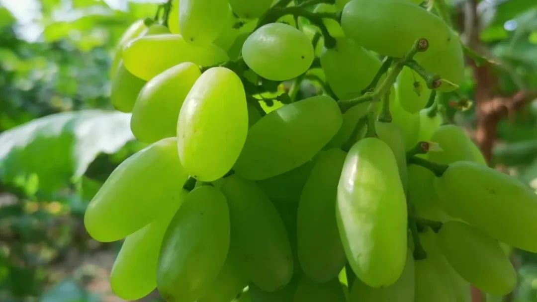 当前位置:>社区首页>食品生鲜>生鲜食品>新鲜水果>文章详情>马奶子