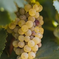 西班牙里奥哈，白歌海娜-Garnacha Blanca