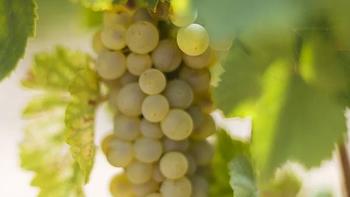 西班牙里奥哈，霞多丽-Chardonnay