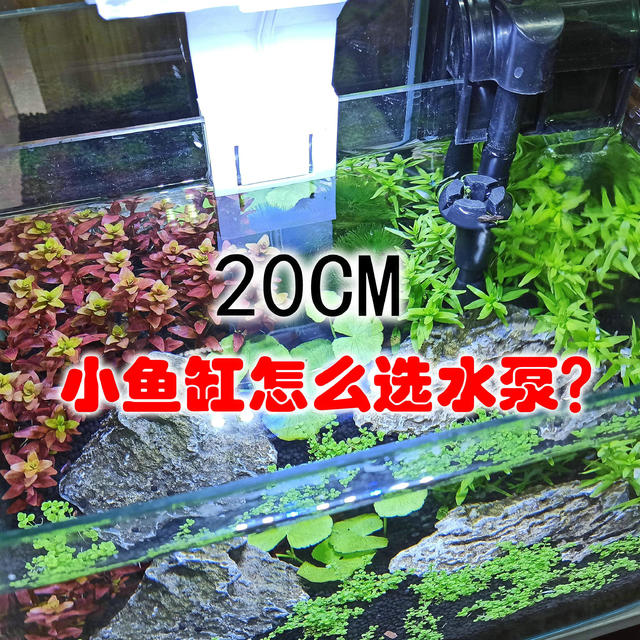 20厘米的小鱼缸怎么选过滤水泵？小功率，不占空间为佳