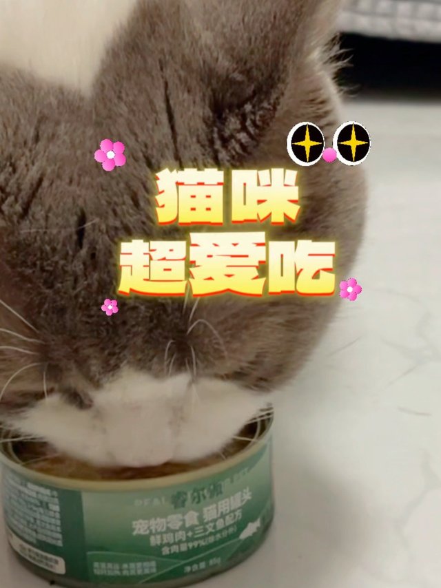 猫咪超爱的猫罐头