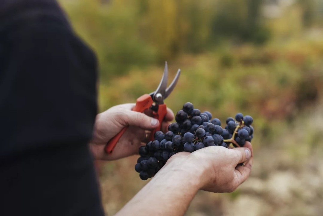 西班牙里奥哈：葡萄酒优质原产地