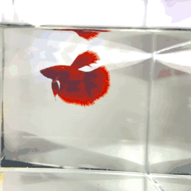 夏日养鱼开缸，有效清凉还能加湿，半月斗鱼到新家啦！