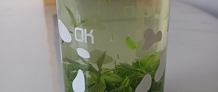 小叶苦丁茶种植技术视频
