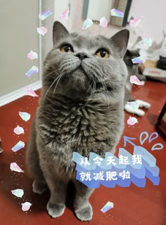 属于猫的轻食主义希尔思～