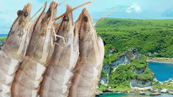厄瓜多尔白虾怎么做？油焖厄瓜多尔白虾，棒棒哒！