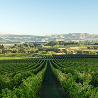 新西兰葡萄酒，坎特伯雷和北坎特伯雷-Canterbury & North Canterbury