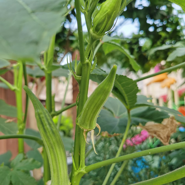 爱吃秋葵的营养与吃法