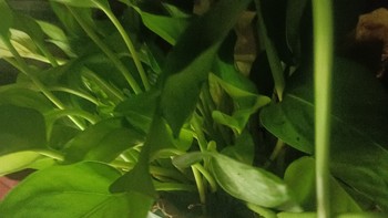 这个绿色植物放在电脑旁或者一些窗口，你看累的时候可以看看，感觉让人赏心悦目