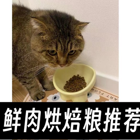 有哪些品质好的烘焙鲜肉粮推荐？