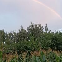 夏日玉米地里的彩虹