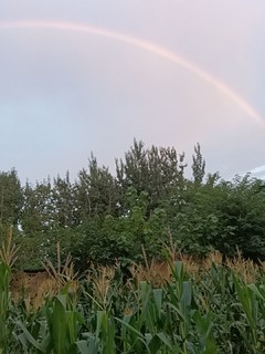 夏日玉米地里的彩虹