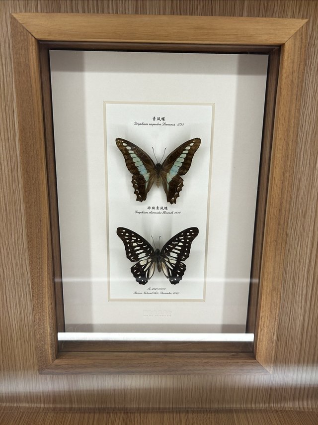 带孩子多了解昆虫吧