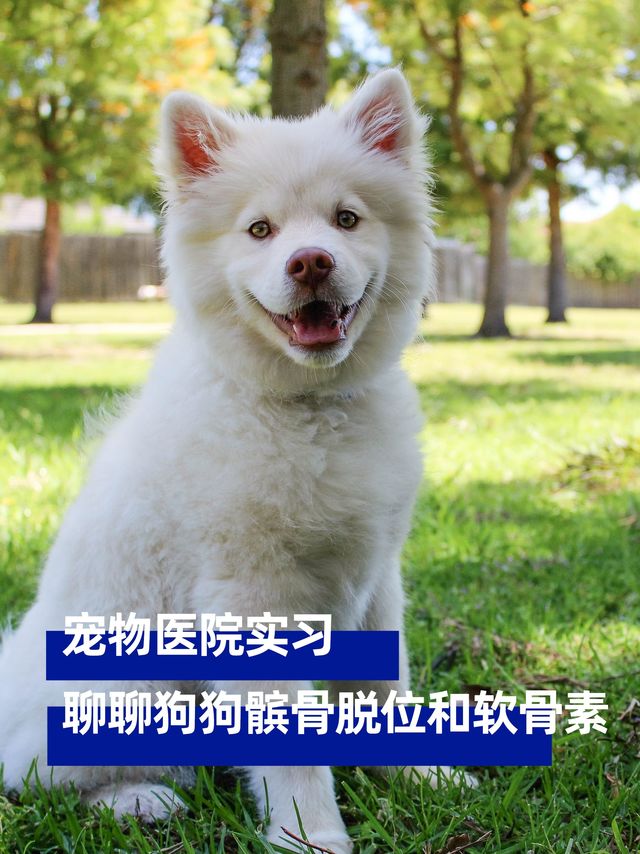 宠物医院实习，聊聊狗狗髌骨脱位和软骨素