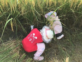 黑龙江的五常大米都被淹我们得抓紧时间了