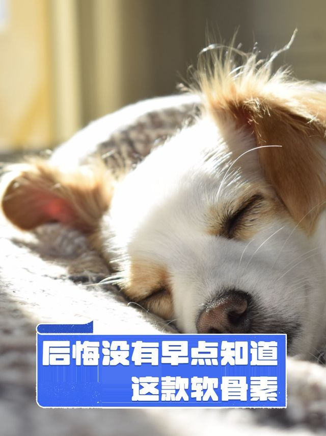 💥宠物和人一样，关节健康至关重要！💥