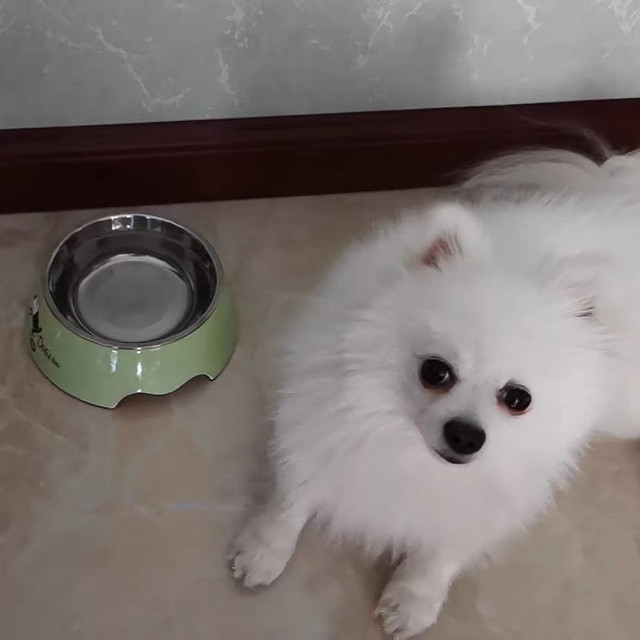 实际喂过好的狗粮牌子推荐