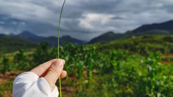 植物专栏 篇十三：这狗尾巴草的浪漫传说