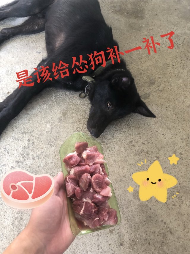 想起来就很气，这狗怎么这么怂？