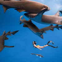马尔代夫自由潜🦈和鲨鱼贴贴时你会害怕吗