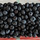 无数次回购的水果——蓝莓
