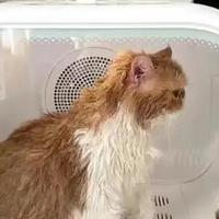 小佩智能宠物烘干箱，宠物实现洗澡自由