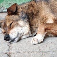 陪伴了我们十多年的中华田园犬