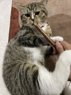 猫猫梳毛神器---密齿梳