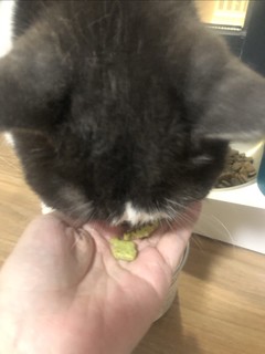 嘎嘣脆的猫咪小鱼饼干！