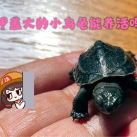 指甲盖大的小乌龟能养活吗？