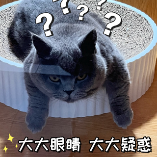 猫猫🐱能有什么坏心思呢？