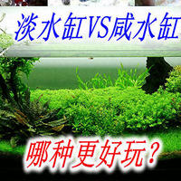 淡水鱼缸VS咸水鱼缸：哪种更好玩？你要知道这一切