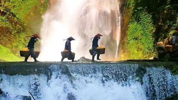 高山清泉 天然氧吧 脆甜黄桃