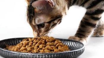 朗仕鱼肉味猫粮，全价猫粮，大猫小猫一起喂!