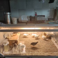 孵出来几只鸡，做了个恒温的鸡窝。