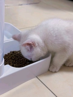 AITAPET宠物自动喂食器猫碗猫食盆