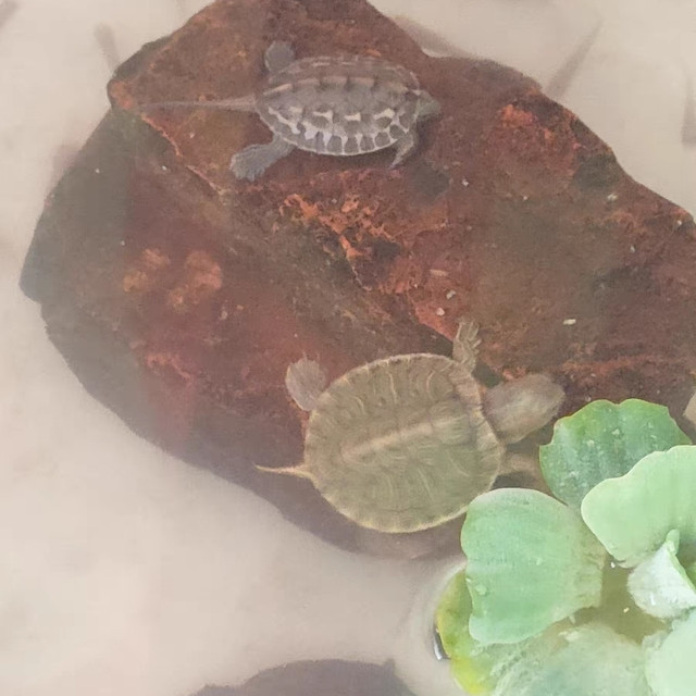 萌宠芋园--萌萌巴西龟