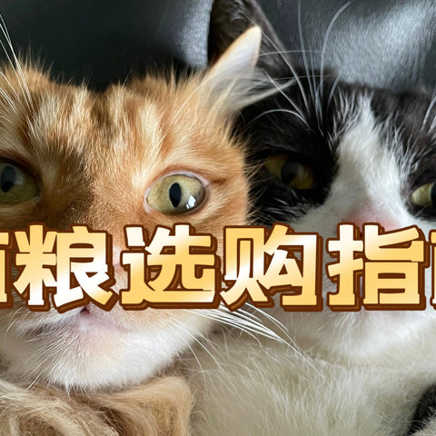 想让你的猫咪健康又开心？这份猫粮选购指南必看！