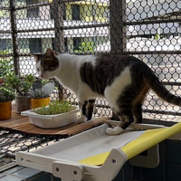 猫猫的私人后阳台小空间改造