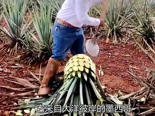 平民二锅头系列之“Tequila”