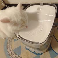 超值萌宠的猫咪饮水机