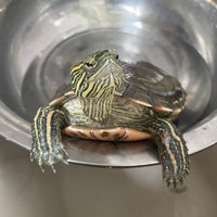 萌萌龟龟，让你的生活充满爱和快乐！