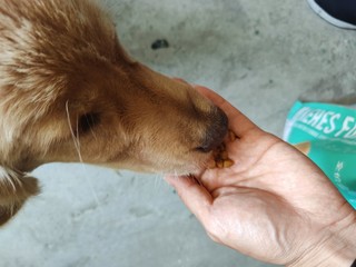 拍二付一的全犬种通用的牛肉狗粮